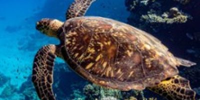 Carrières des Lumières - Océan, Immersion dans le Monde Sous-Marin