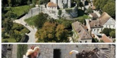 Pass Provins + Spectacle Les Aigles des Remparts